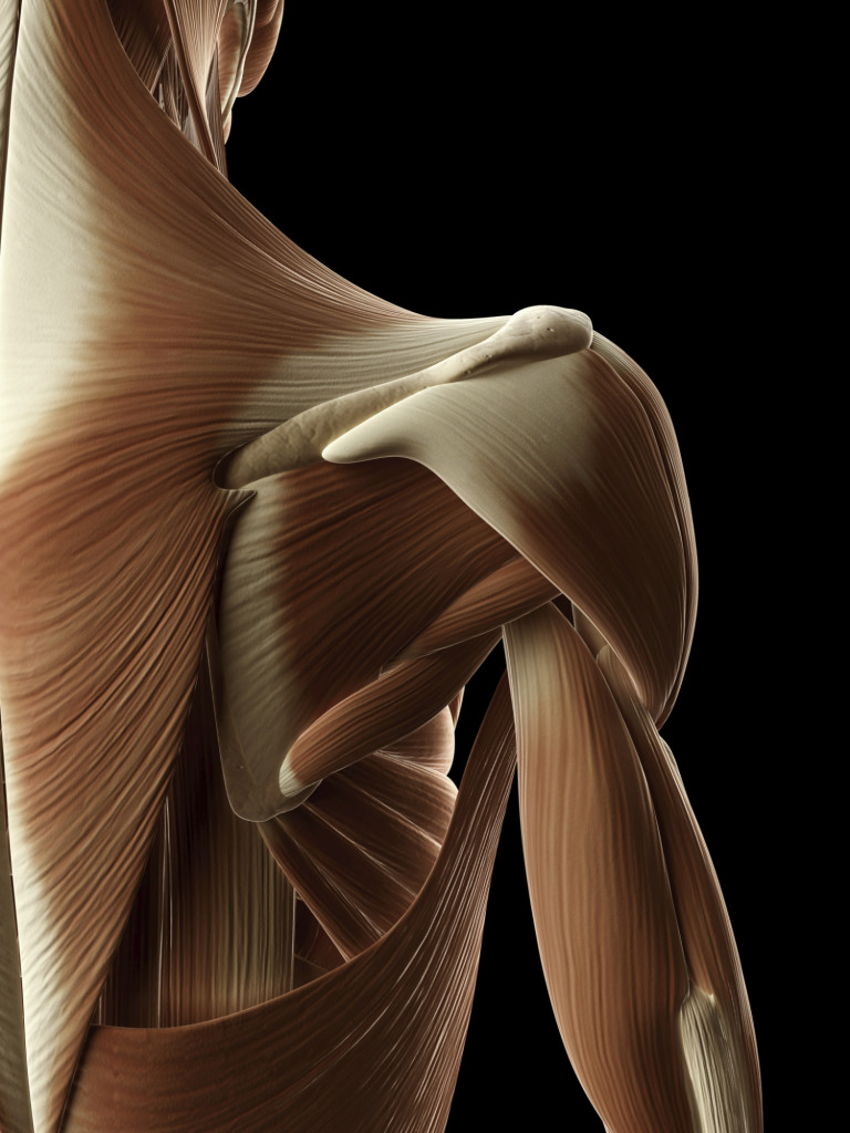 North Star Healing Therapies ATMS: Anatomy Interact Workshop